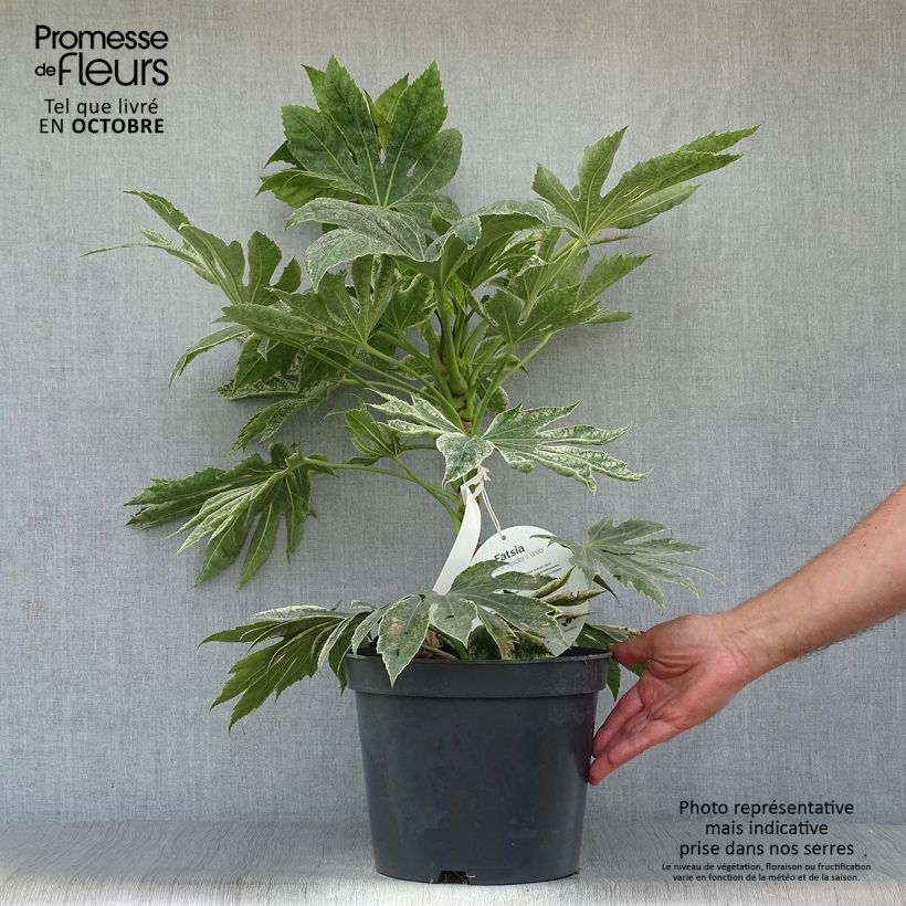 Ejemplar de Fatsia japonica Spider's Web Maceta 6L/7L entregado en otoño