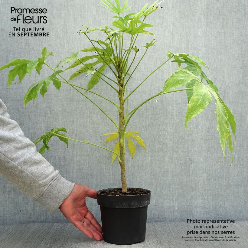 Ejemplar de Fatsia polycarpa Green Fingers - Aralia de muchos frutos Maceta 2L/3L entregado en otoño