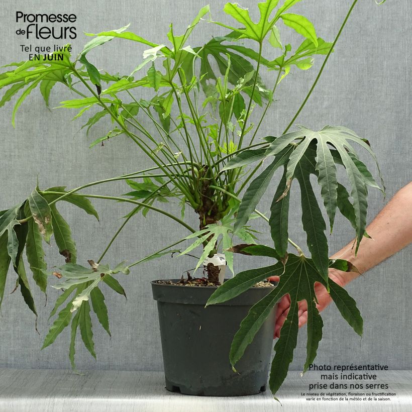 Ejemplar de Fatsia polycarpa Green Fingers - Aralia de muchos frutos Maceta 6L/7L entregado en verano