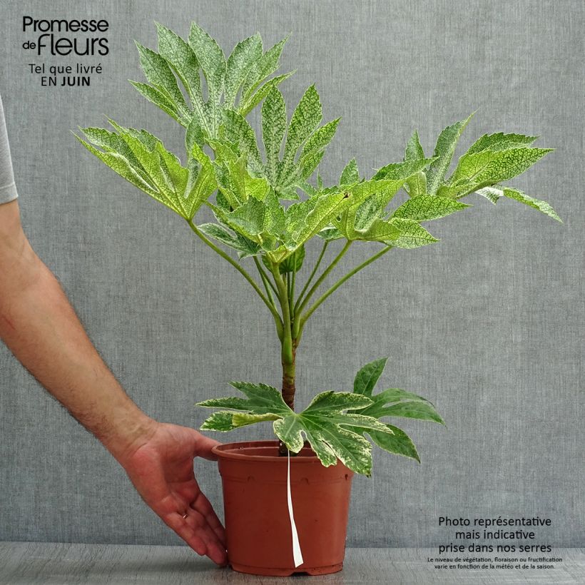 Ejemplar de Fatsia japonica Variegata Maceta 3L/4L entregado en verano