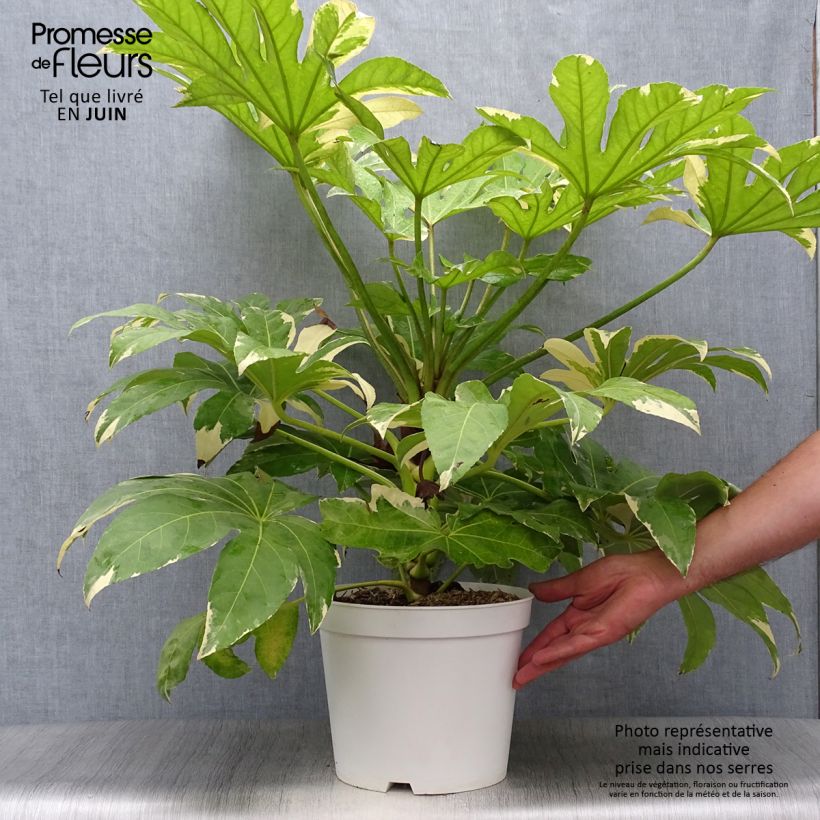 Ejemplar de Fatsia japonica Variegata Maceta 6L/7L entregado en verano