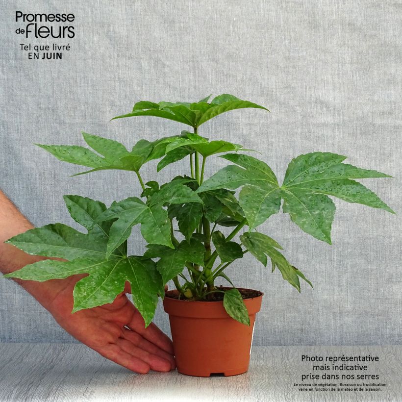 Ejemplar de Fatsia japonica Maceta de 8/9 cmAltura de entrega aprox. 20/30cm entregado en verano
