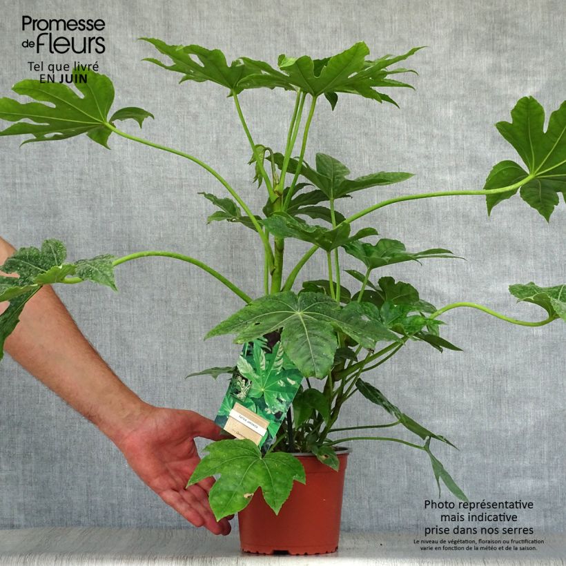 Ejemplar de Fatsia japonica Maceta 2L/3LAltura de entrega aprox. 30/40cm entregado en verano