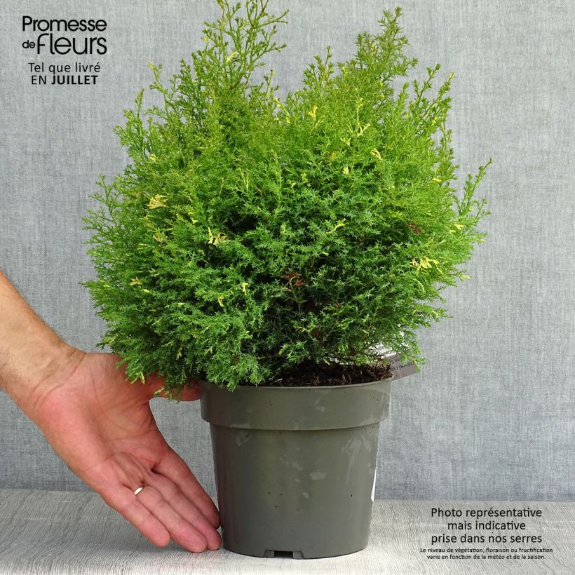 Ejemplar de Chamaecyparis obtusa Saffron Spray - Ciprés hinoki Maceta 2L/3LAltura de entrega aprox. 5/10cm entregado en verano