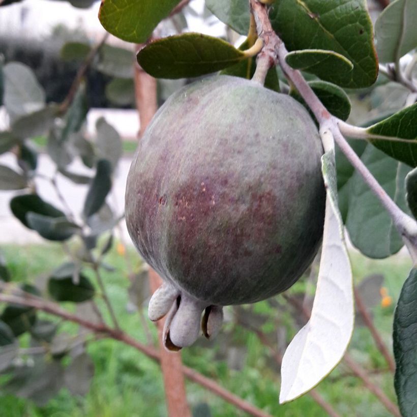 Feijoa Apollo - Feijoa sellowiana (Cosecha)