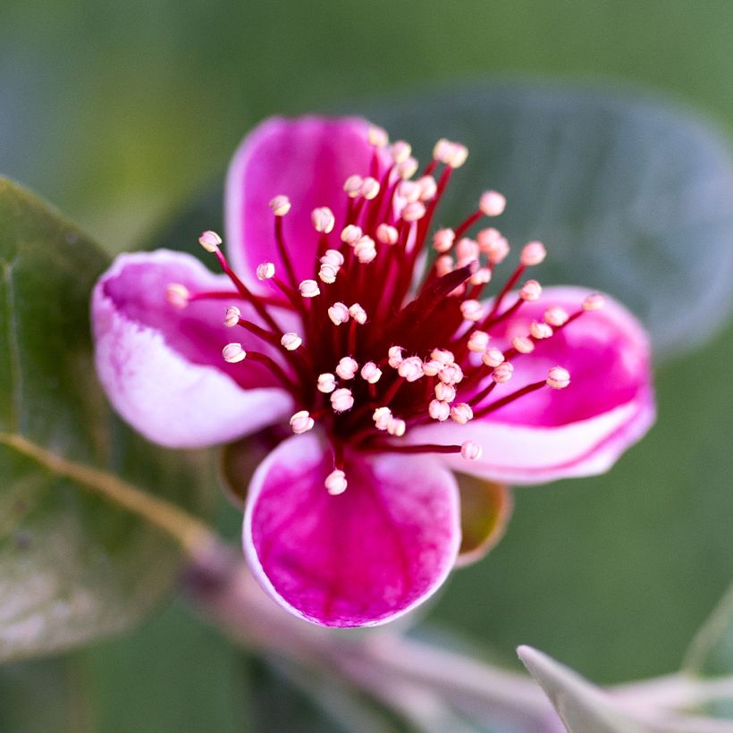 Feijoa Apollo - Feijoa sellowiana (Floración)