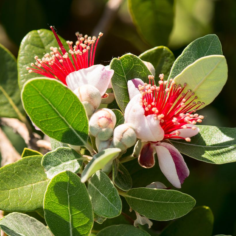 Feijoa Triumph - Feijoa sellowiana (Floración)