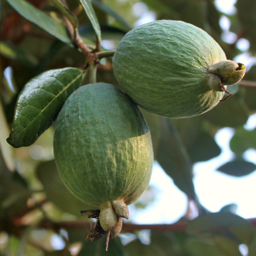 Feijoa Triumph - Feijoa sellowiana (Cosecha)