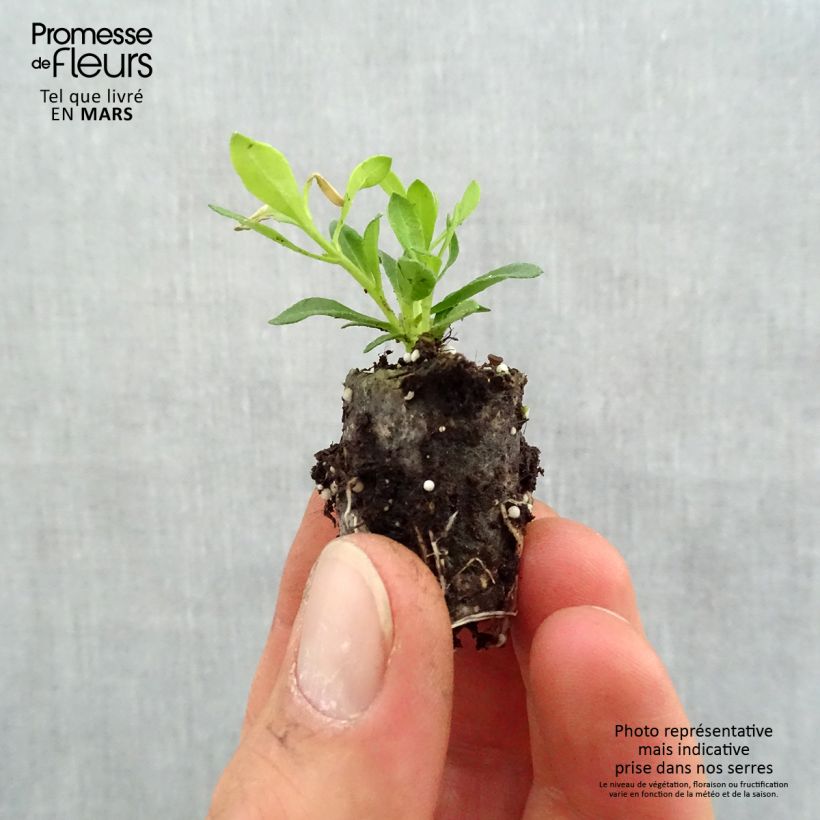 Felicia amelloides Forever Blue - Agatea minicepellón: Ø 1,5/2,5 cm Ejemplar entregado en la primavera