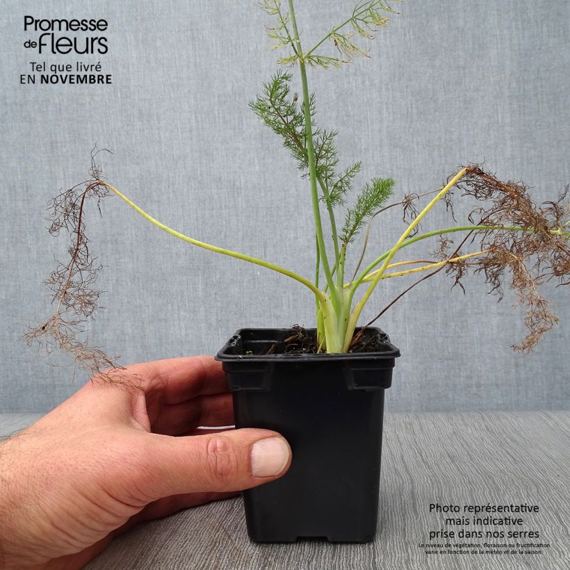 Ejemplar de Hinojo Purpureum Maceta de 7/8 cm entregado en otoño