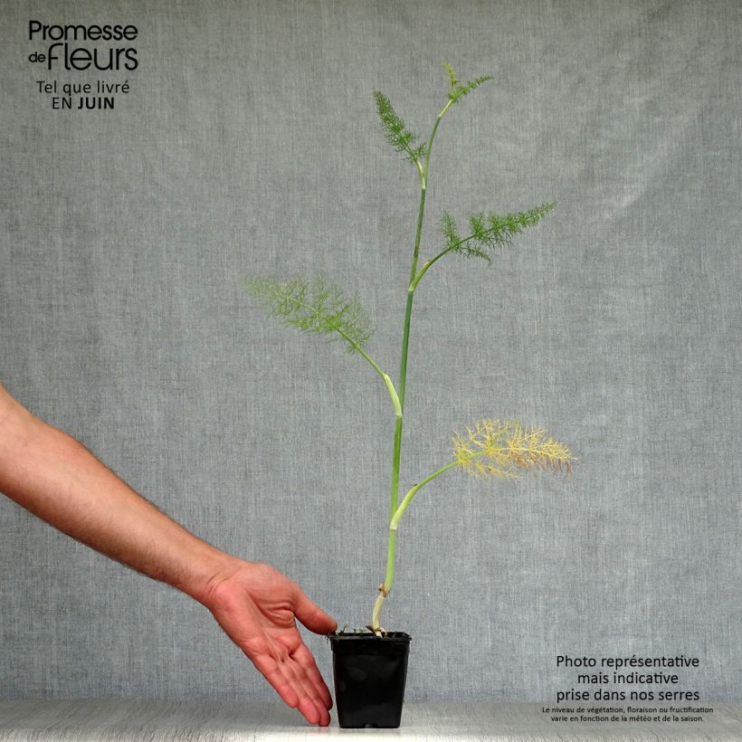 Ejemplar de Hinojo - Foeniculum vulgare Maceta de 7/8 cm entregado en verano