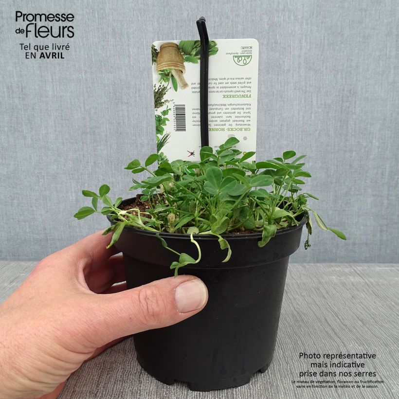 Alholva - Trigonella foenum-graecum Maceta 1,5L/2L Ejemplar entregado en la primavera