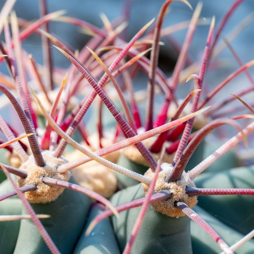 Ferocactus emoryi - Cactus tonneau rouge (Follaje)