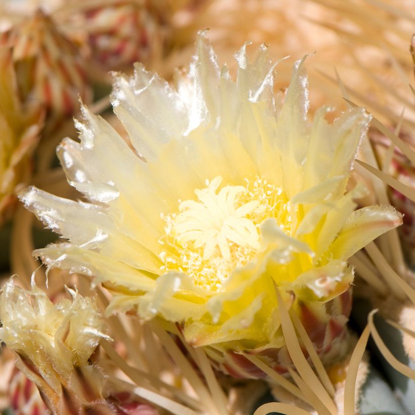 Ferocactus glaucescens - Ferocacto (Floración)