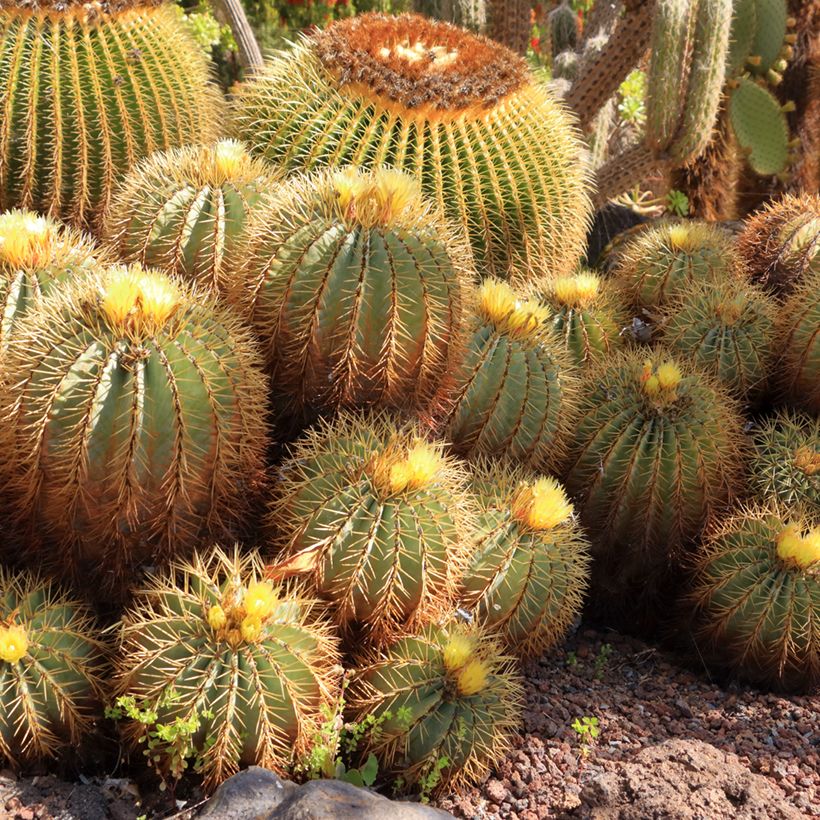 Ferocactus glaucescens - Ferocacto (Porte)