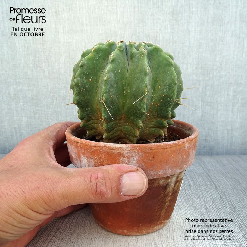 Ejemplar de Ferocactus glaucescens Inermis Maceta de 12 cm / 13 cm entregado en otoño
