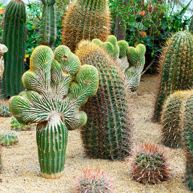 Ferocactus gracilis subsp. coloratus - Ferocacto (Porte)