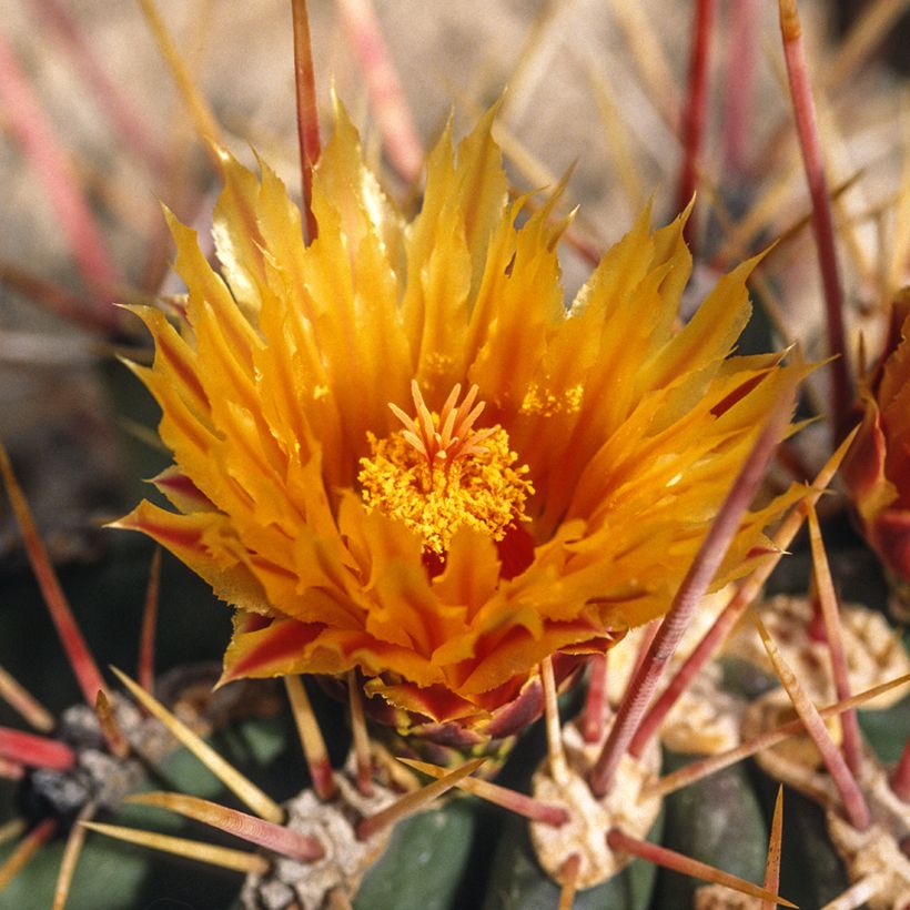 Ferocactus stainesii - Cactus (Floración)