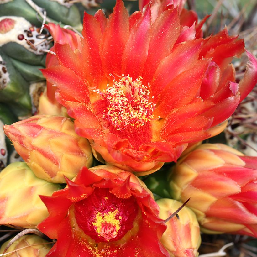 Ferocactus emoryi - Cactus tonneau rouge (Floración)
