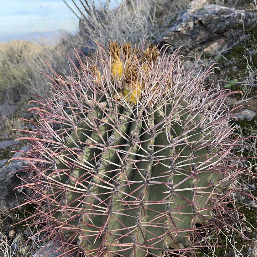 Ferocactus emoryi - Cactus tonneau rouge (Porte)