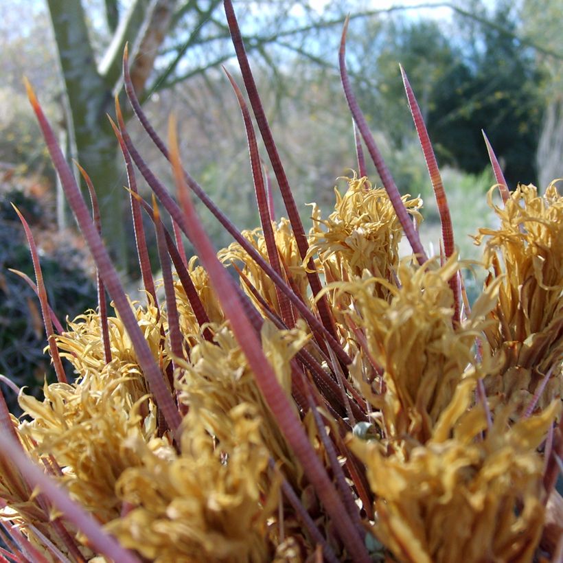Ferocactus rectispinus - Cactus tonneau (Follaje)