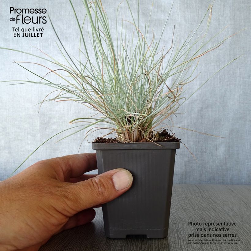 Ejemplar de Festuca azul Intense Blue - Festuca azul Maceta de 8/9 cm entregado en verano