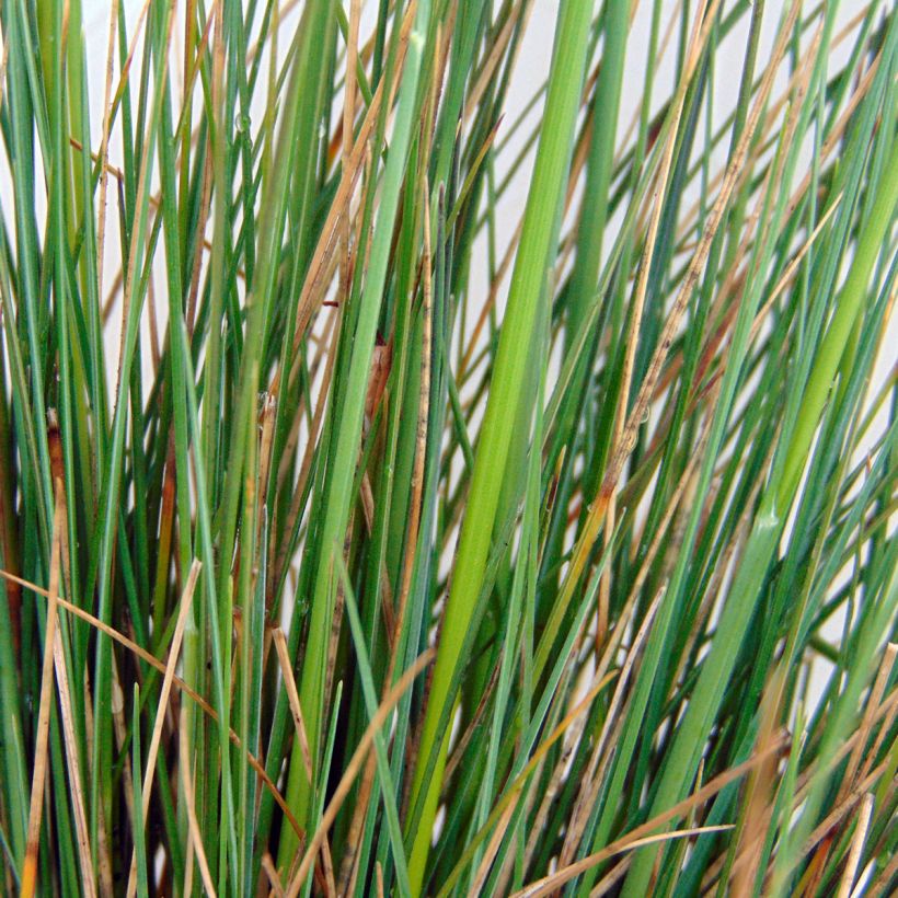 Festuca amethystina (Follaje)