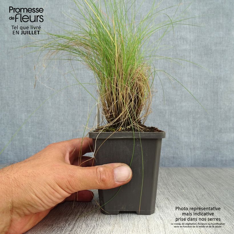Ejemplar de Festuca amethystina - Fétuque améthyste en godet de 9 cm entregado en verano