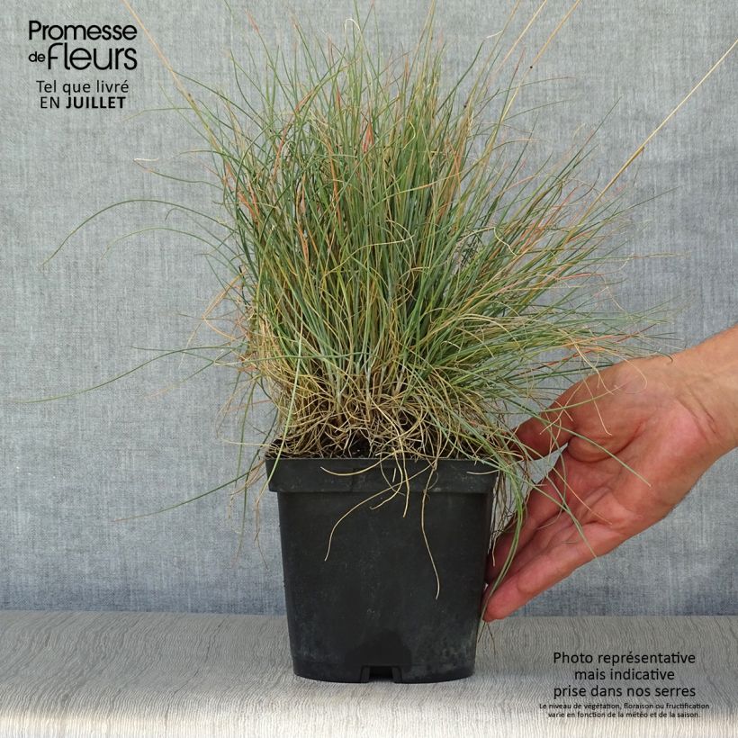 Ejemplar de Festuca amethystina - Fétuque améthyste en pot de 2/3L entregado en verano