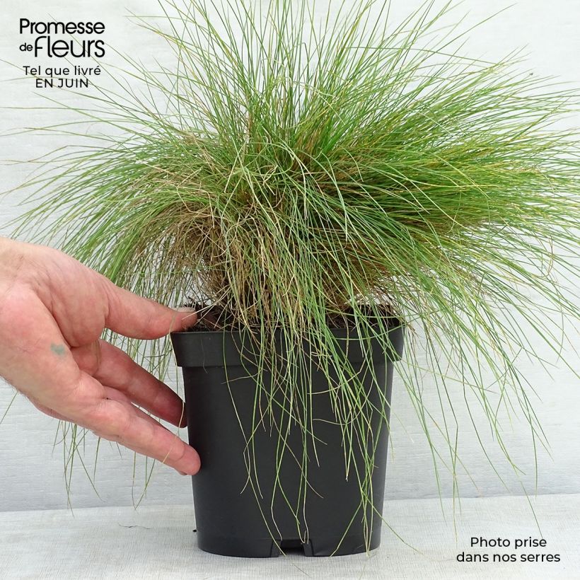 Ejemplar de Festuca filiformis - Fétuque à feuilles capillaires en pot de 2/3L entregado en verano