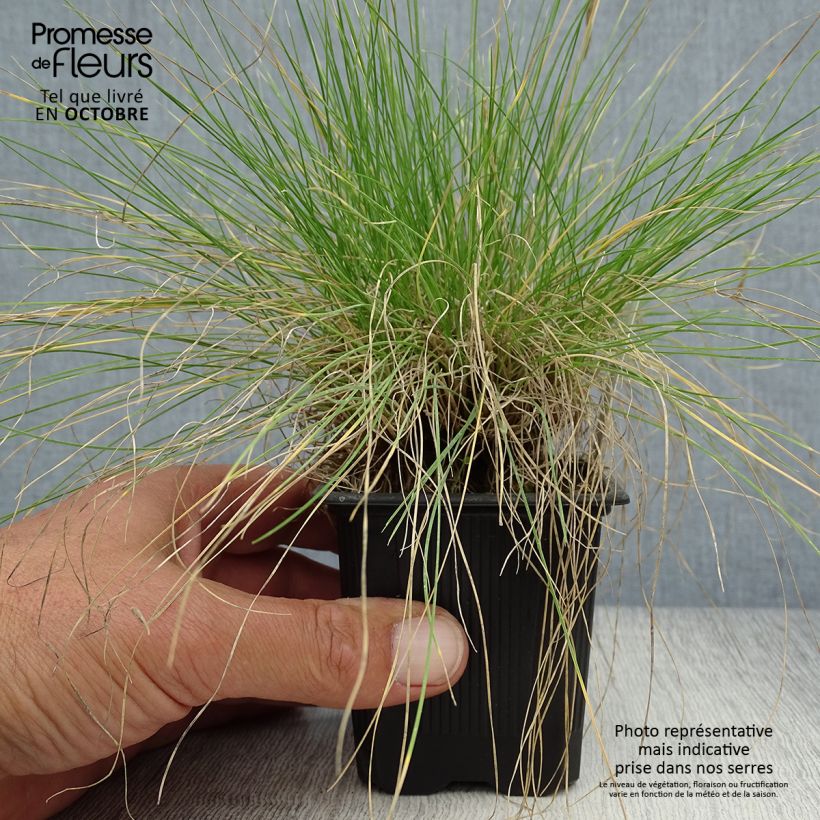 Ejemplar de Festuca filiformis Maceta de 8/9 cm entregado en otoño