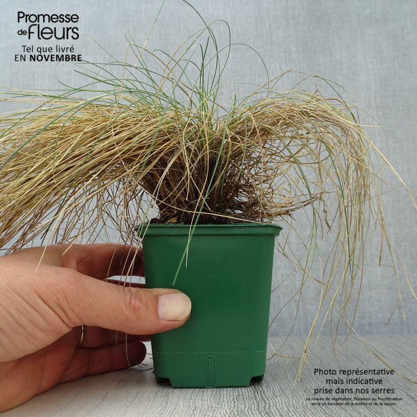 Ejemplar de Festuca valesiaca Glaucantha - Cañuela Maceta de 8/9 cm entregado en otoño