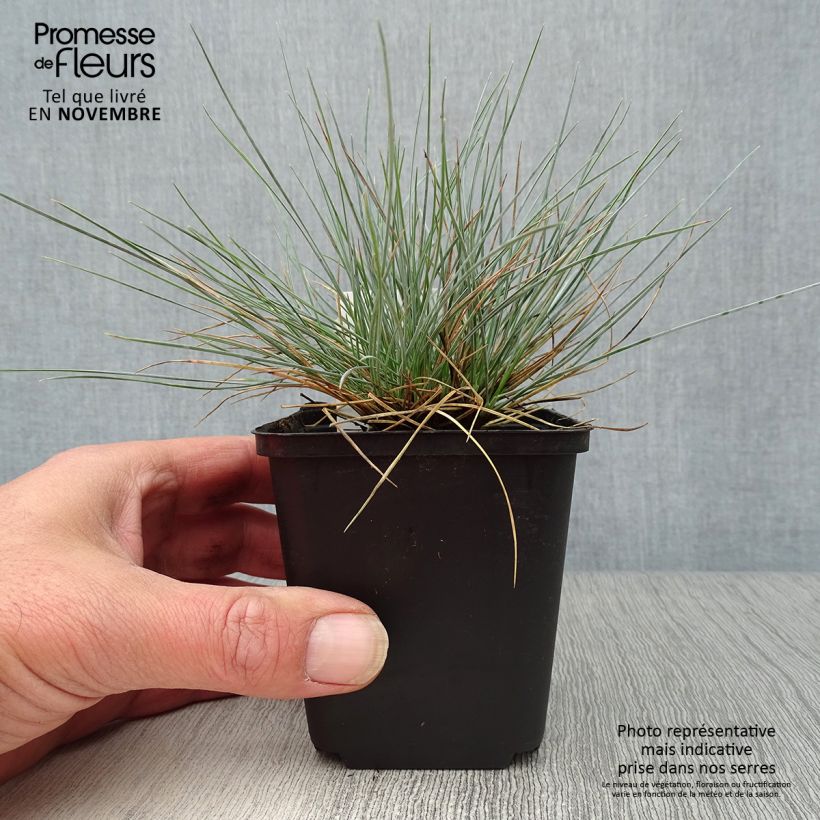 Ejemplar de Festuca azul Elijah Blue - Festuca azul Maceta de 8/9 cm entregado en otoño