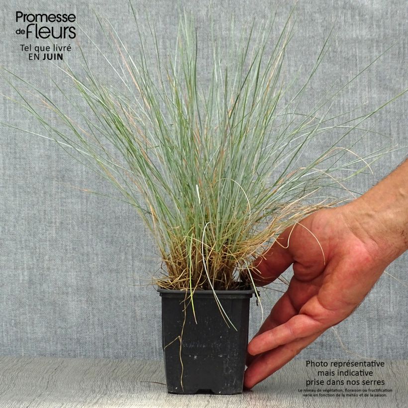 Ejemplar de Festuca azul Elijah Blue - Festuca azul Maceta de 8/9 cm entregado en verano
