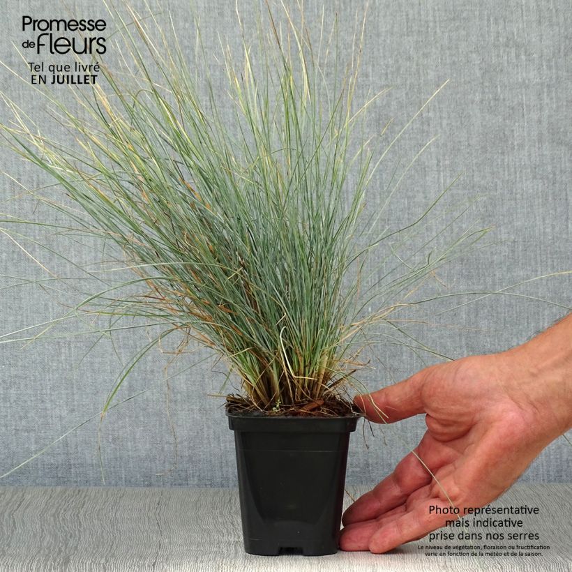Ejemplar de Festuca ovina var. glauca - Festuca azul Maceta de 8/9 cm entregado en verano