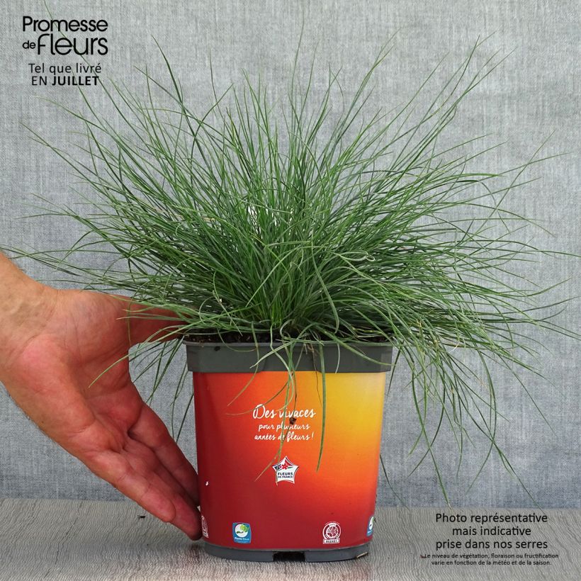 Ejemplar de Festuca ovina var. glauca - Festuca azul Maceta 2L/3L entregado en verano