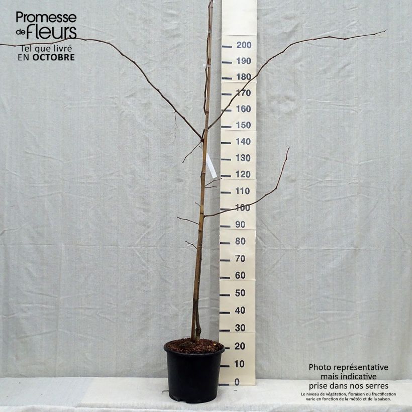 Ejemplar de Gleditsia triacanthos Sunburst - Acacia de tres espinas Maceta 7,5L/10L entregado en otoño