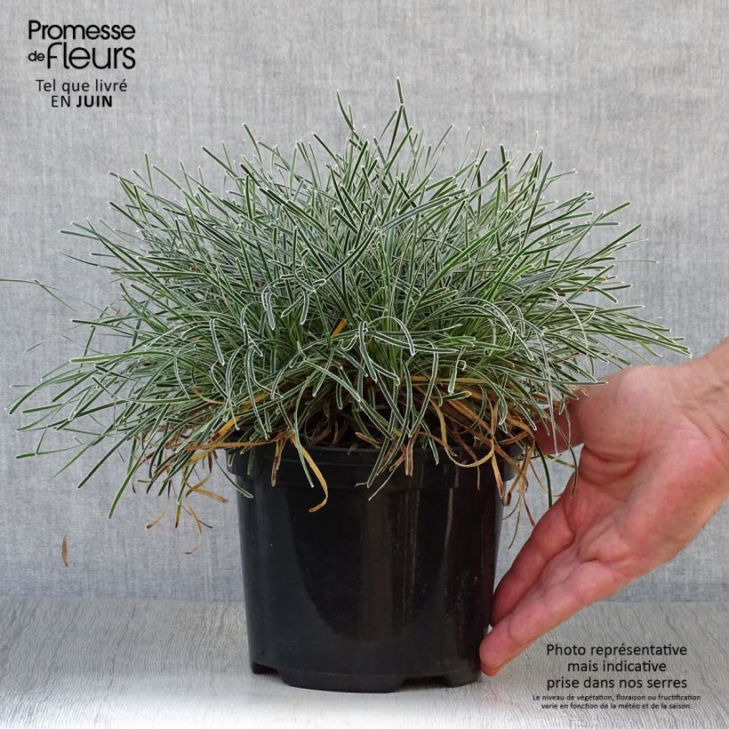Ejemplar de Ficinia truncata Ice Crystal - Cañuela Maceta 2L/3L entregado en verano