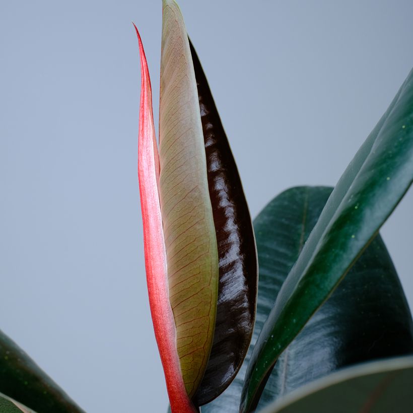 Ficus Abidjan - Ficus elástica (Follaje)