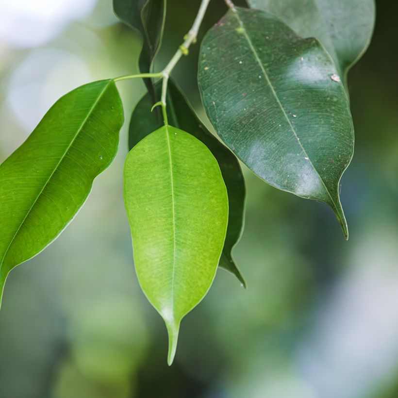Ficus Exotica (Follaje)