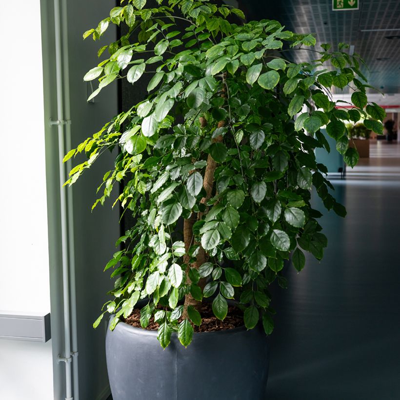 Ficus Exotica (Porte)