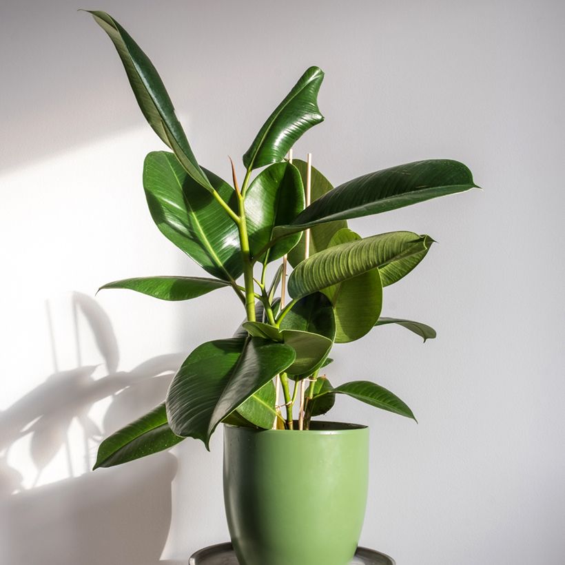 Ficus Robusta - Ficus elástica (Porte)