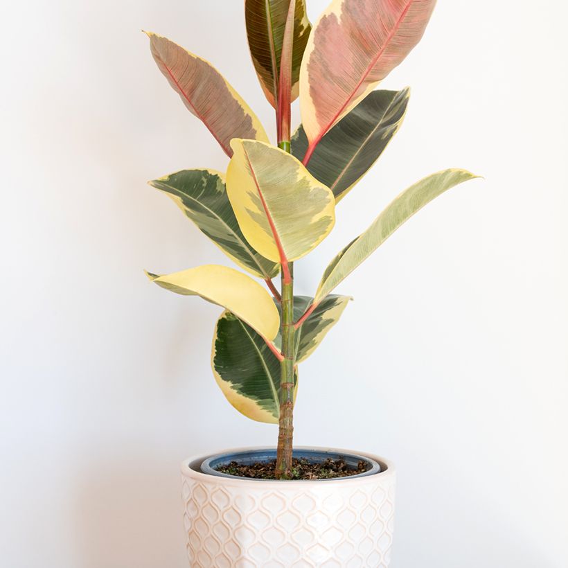 Ficus Tineke (Porte)
