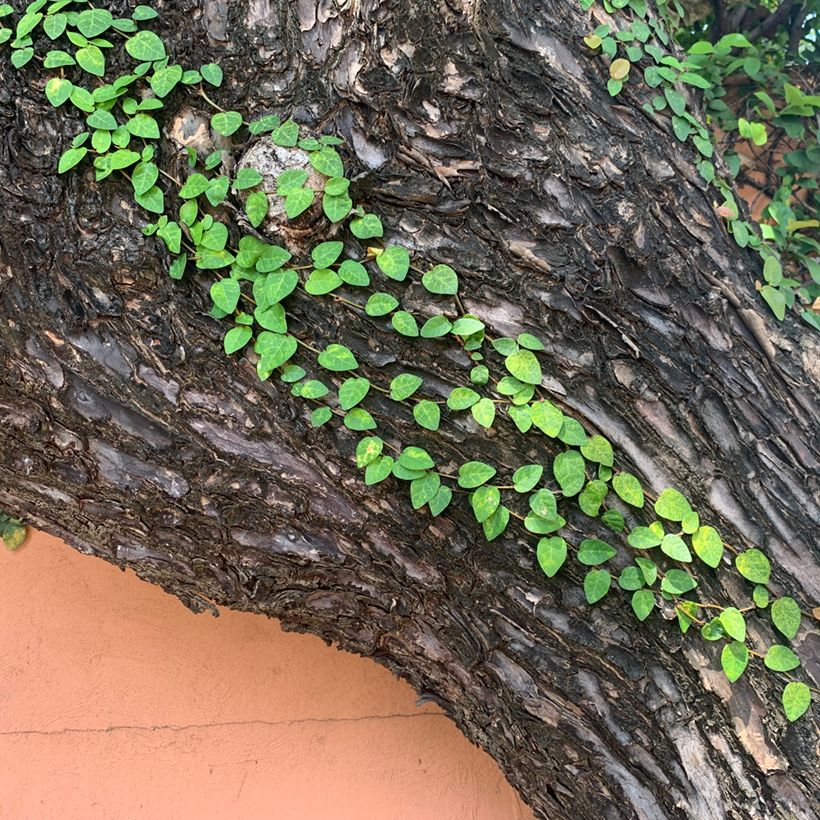 Ficus pumila Arina - Ficus repens (Porte)
