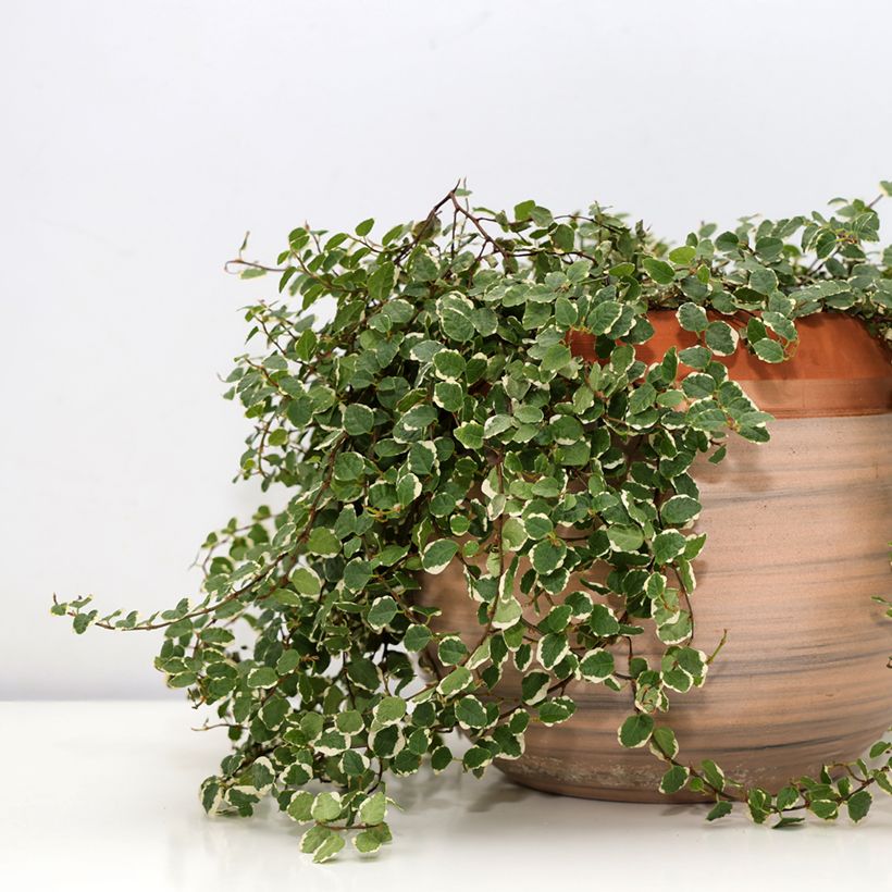 Ficus pumila Bellus (Porte)