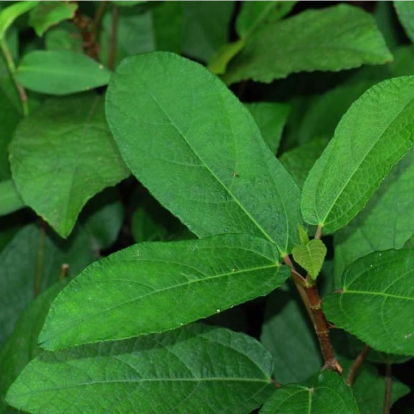 Ficus tikoua (Follaje)