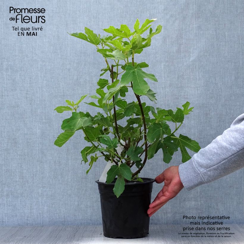 Higuera Osborn Prolific Maceta 4L/5L Ejemplar entregado en la primavera