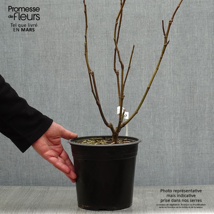 Higuera Goutte d'Or Maceta 3L/4L, Formación arbustivaAltura de entrega aprox. 20/40cm Ejemplar entregado en la primavera