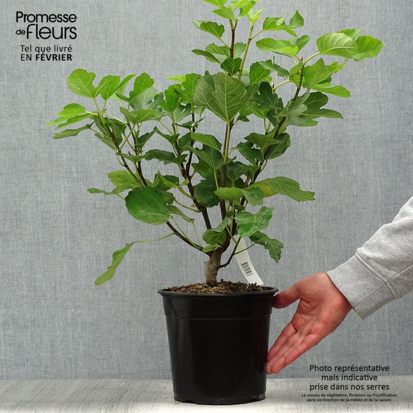 Ejemplar de Higuera Jannot Maceta 4L/5L entregado en otoño