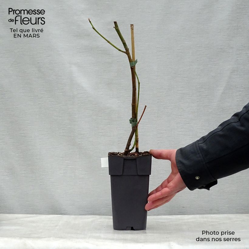 Higuera Madeleine des Deux saisons - Ficus carica Maceta 2L/3L, Formación arbustivaAltura de entrega aprox. 40/50cm Ejemplar entregado en la primavera